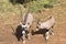 Picture gemsbok Standing Against on ground Reddish brown