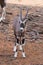 Picture gemsbok Standing Against on ground Reddish brown