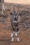 Picture gemsbok Standing Against on ground Reddish brown