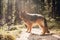Picture of a German shepherd dog on the trails of Cortina D`Ampe
