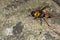 Picture giant hornet Vespa crabro Real Asian wasp,Originated in East Asia and the tropics. They like to live in mountains and