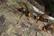 Picture giant hornet Vespa crabro Real Asian wasp,Originated in East Asia and the tropics. They like to live in mountains and