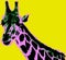 Picture with giraffe over yellow background