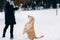 Picture of girl with labrador on walk in winter park