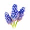 picture of Grape Hyacinths flowers on white background generative AI