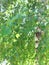 Picture of green foliage of white birch tree