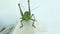 A picture of a green grasshopper sitting on a chair