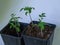 Picture with green tomato seedlings in a flower pot