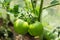 Picture of green tomatoes on stem in greenhouse