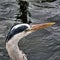 A picture of a Grey Heron