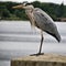 A picture of a Grey Heron