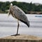 A picture of a Grey Heron