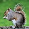 A picture of A grey Squirel