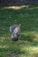 A picture of a grey Squirrel standing on the ground.