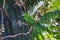 A picture of hahn`s dwarf macaw perched on the branch.