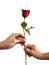 The picture of the hand passing red roses to each other It represents love  encouragement  hope  on white background.