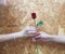 The picture of the hand passing red roses to each other It represents love  encouragement  hope  on wooden background