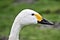 A picture of the head of a Bewick Swan