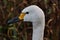 A picture of the head of a Bewick Swan