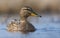 Picture of head portrait of female mallard as she floats on bright colored water surface of small pond in early spring