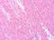 picture of histology human tissue with microscope from laboratory (not Illustration Designation)