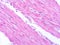 picture of histology human tissue with microscope from laboratory (not Illustration Designation)