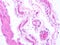 picture of histology human tissue with microscope from laboratory (not Illustration Designation)