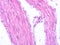 picture of histology human tissue with microscope from laboratory (not Illustration Designation)