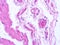 picture of histology human tissue with microscope from laboratory (not Illustration Designation)