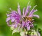 Picture with a honeybee sitting on flowers