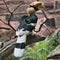 A picture of a Hornbill