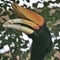 A picture of a Hornbill