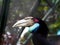 Picture of Hornbill bird / Buceros on a zoo