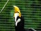 Picture of Hornbill bird / Buceros on a zoo