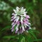 A picture of a Horsemint Monarda citriodora Plant in Purple Bloom