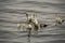 A picture of an icicle starting to form on some plants growing in a lake.