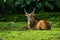 Picture of Impala with horn sitting on the grass