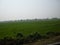 A picture of Indian paddy field