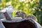 Picture of Indian palm squirrel or three-striped palm squirrel isolated on green blur background. It is a species of rodent in the