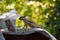 Picture of Indian palm squirrel or three-striped palm squirrel isolated on green blur background. It is a species of rodent in the