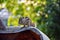 Picture of Indian palm squirrel or three-striped palm squirrel isolated on green blur background. It is a species of rodent in the