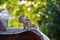 Picture of Indian palm squirrel or three-striped palm squirrel isolated on green blur background. It is a species of rodent in the