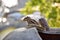 Picture of Indian palm squirrel or three-striped palm squirrel isolated on green blur background. It is a species of rodent in the