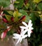 This is a picture of Jasmine flower.