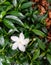 a picture of a jasmine flower on the edge of a Medan city park, with a green background, taken in the afternoon