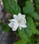 This is a picture of jasmine flower and this is an Indian jasmine flower.