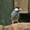 A picture of a Java Sparrow