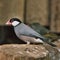 A picture of a Java Sparrow