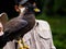 Picture of a Javanese Eagle / Elang Jawa Nisaetus bartelsi on a zoo