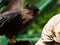 Picture of a Javanese Eagle / Elang Jawa Nisaetus bartelsi on a zoo
